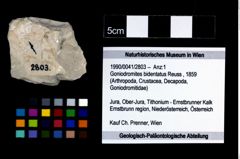 Foto (Objekt + Etikett) von Goniodromites bidentatus (Reuss, 1859)  (NHMW-GEO-1990-0041-2803)